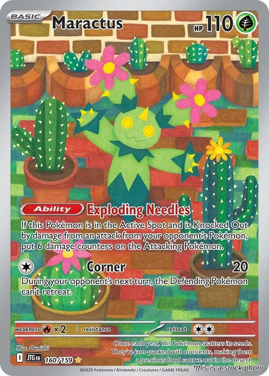 Maractus - 160/159